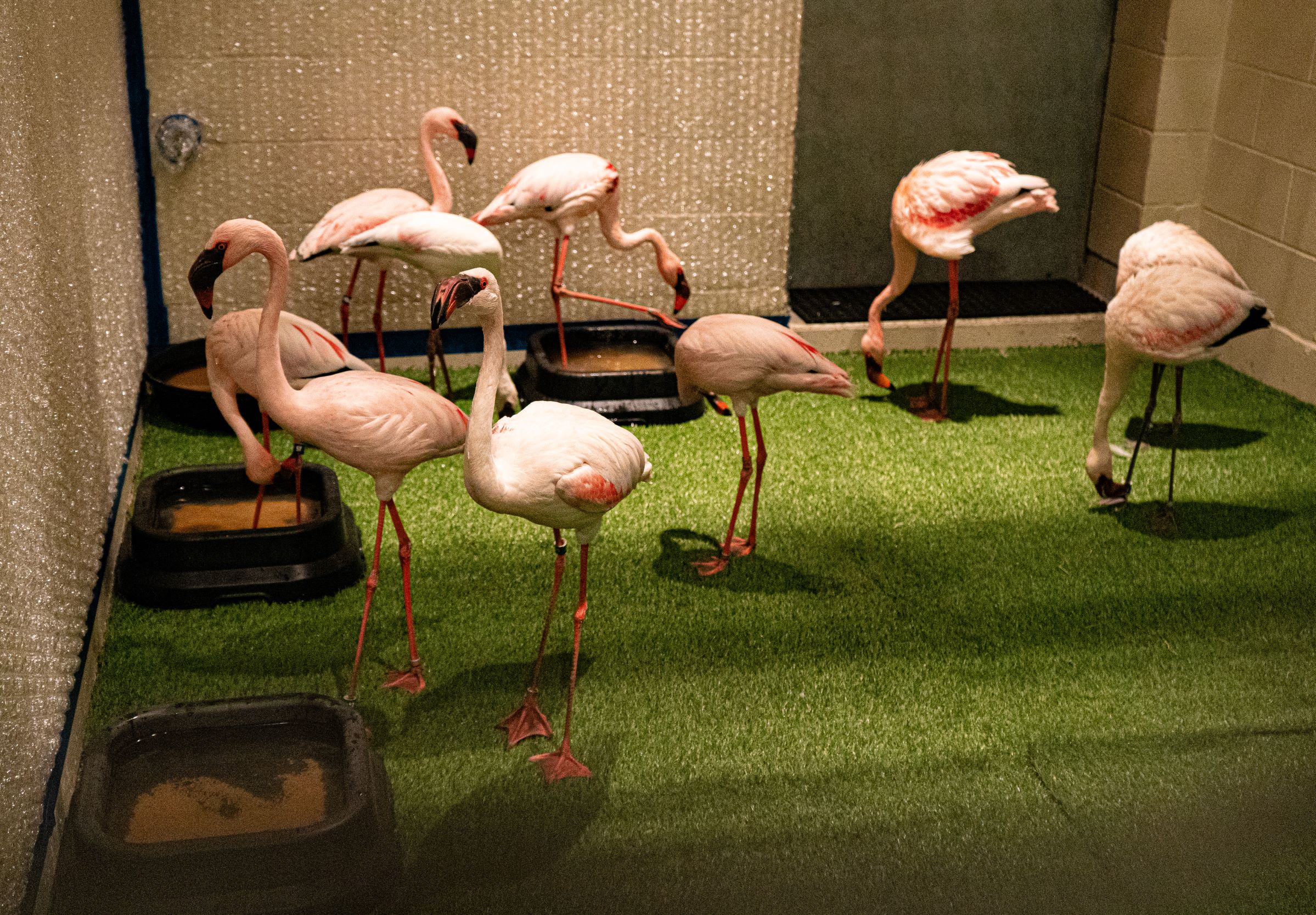Oakland Zoo Doubles Flamingo Flock with Ten New Feathery Friends Oakland Zoo